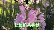 一曲《微风细雨》唱得太好听了,百听不厌,越听越喜欢听音乐背景音乐视频音乐爱奇艺