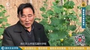 【潭州农业】深冬季节黄瓜留瓜技术知识名师课堂爱奇艺