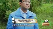 熊猫: 唯一一只棕色大熊猫七仔身世大揭秘搞笑完整版视频在线观看爱奇艺