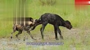 水牛母子遭野狗围猎,母牛拼死保护孩子,然而结局却让人心酸!