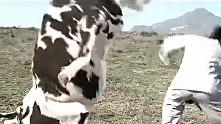              疯狂奶牛,功夫奶牛