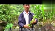 这个植物叫绿圈藤,这个云南大山壮族大爷说出他平时的使用方式生活完整版视频在线观看爱奇艺