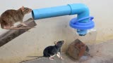 如何使7l水瓶和pvc管做捕鼠陷阱,捉老鼠!
