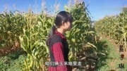 一首新歌《玉米地里会情郎》超肉麻,一般人听完都会受不了!音乐完整版视频在线观看爱奇艺