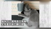 自从猫咪用上专用按摩器,表情包一套接一套:享受!原创高清正版视频在线观看–爱奇艺