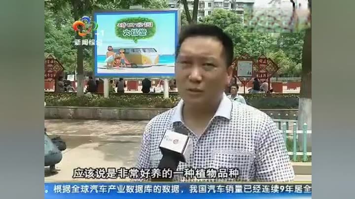 武汉电视台新闻综合