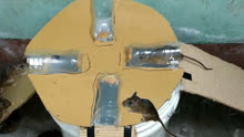 用水桶和矿泉水瓶做捕鼠器,让老鼠自己上当,很厉害!