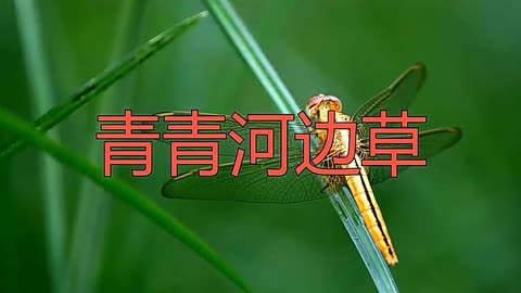 经典好听的一首歌曲《青青河边草》动人心弦,惟妙惟肖