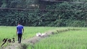 农村处处是美景,农村四娃带你们看看我的家乡,山清水秀美不胜收生活完整版视频在线观看爱奇艺