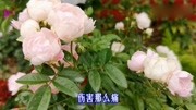 新歌!雨中百合 一曲《绝望》句句催人泪下,爱有多深,伤有多痛音乐背景音乐视频音乐爱奇艺