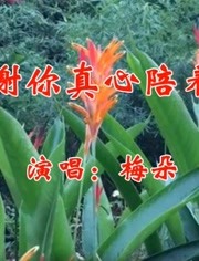 梅朵一首谢谢你真心陪着我感人肺腑醉人好听