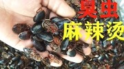 昆虫美食不算什么 这个地方把臭虫做成麻辣烫 广东人都不敢吃生活完整版视频在线观看爱奇艺