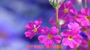 苏芮一首《酒干倘卖无》经典老歌,满满都是回忆!音乐背景音乐视频音乐爱奇艺