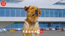 神犬小七主题曲简谱_神犬小七简谱