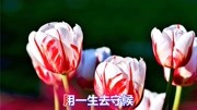 一曲情歌《最爱你的人是我》音乐背景音乐视频音乐爱奇艺