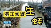 湛江生蚝生蚝海里采摘回来加工做法复杂料理,再清水洗干净包装生活完整版视频在线观看爱奇艺