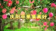 庆阳苹果到底有多好?听副市长董涛向您推介资讯搜索最新资讯爱奇艺