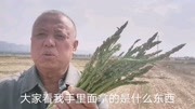 世界十大名菜之一,蔬菜之王,芦笋在大同市云州区试种成功资讯搜索最新资讯爱奇艺