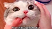 猫咪拉稀能吃止泻药吗?生活完整版视频在线观看爱奇艺