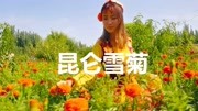 南疆三姐妹南疆特产——昆仑雪菊生活完整版视频在线观看爱奇艺