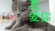 猫咪忘情草撸猫,无尽的爱生活完整版视频在线观看爱奇艺