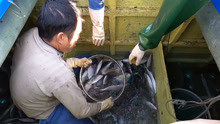 南海渔民用40000米巨网，捕获500斤各种大活鱼，多的眼花缭乱