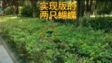 《两只蝴蝶》当年火遍大街小巷，拍到了现实版两只蝴蝶的唯美片段
