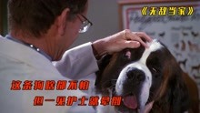没见过这么搞笑的狗，见到医生就晕倒《无敌当家》