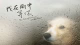 我在雨中等你：恩佐照顾伊芙和佐伊