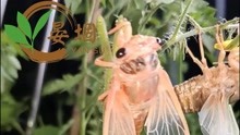 万丰农金蝉养殖：人工养殖金蝉，轻松年入百万