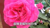 红蔷薇一首《梦中遇见了你》深情的歌声，唱出了思念！