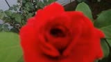 红蔷薇一首《善语结善缘》太接地气了，唱出了做人的原则！