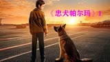 忠犬帕尔玛