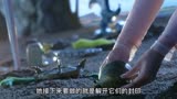 花千骨集齐十方神器，洪荒之力重现，妖神要出世了