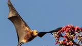 暗夜守护者，新研究：有蝙蝠的保护，啃食树苗的害虫少了三分之二