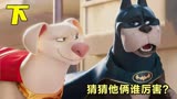 随意变幻的猪，还有速度超快的乌龟，宠物版正义联盟