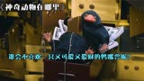 【4K_神奇动物在哪里】谁会不喜欢一只又可爱又爱财的鸭嘴兽呢？