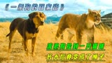 狗狗长途跋涉找主人，收养的猫咪竟变成狮子《一条狗的回家路》中