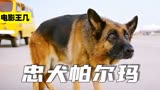 上帝不让狗说话，是因为爱和忠诚要靠行动表达！《忠犬帕尔玛》