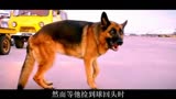 忠犬帕尔玛:狗狗被主人抛弃，狗狗傻傻的等主人来接它！