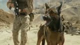 军犬麦克斯：凯尔是海军陆战队队员，军犬麦克斯是他的搭档和战友