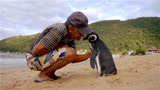 漂洋过海来看你！这只企鹅每年游8000公里，只为来看望它的恩人