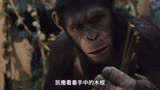 猩猩们发出震天的吼叫拥护新的首领#猩球崛起 #电影解说