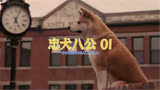 狗狗感人电影推荐 电影忠犬八公 关注我一起看电影
