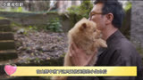 《忠犬八公》一部治愈了千万人，又让千万人潸然泪下的经典之作