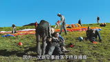 《触不可及》尊重，胜过一切同情和怜悯!