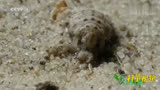 昆虫不仅会用沙土筑巢，还会用沙土制作陷阱！来看视频人与自然