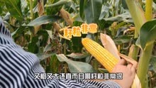 东北潜力高产玉米品种，最新审定，ZH518，丫稀少，米质好产量高