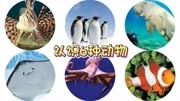 通过图片动画认识小丑鱼企鹅儒艮等6种海洋动物