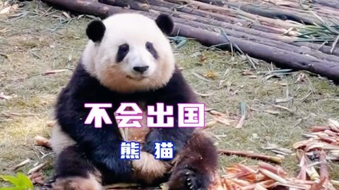 绝对不可能送出国的4只大熊猫，个个是顶流明星，而且人见人爱。